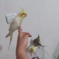 جوجه عروس هلندی ۲ماهه|پرنده|تهران, جوادیه تهرانپارس|دیوار