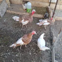 بوقلمو بومی محلی