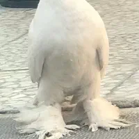 کبوتر راعب ماده