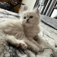 گربه اسکاتیش لانگ هیر