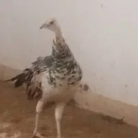 طاووس مصری ده ماهه نر|پرنده|گرگان, |دیوار