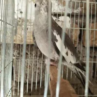 عروس هلندی وایت فیس ماده آماده