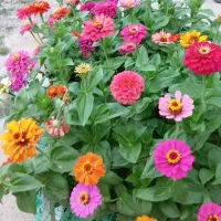 بذر گل فصلی