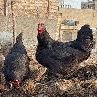 نیمچه نوچه مرغ محلی تخمگذار استرالوپ اردک گوشتی