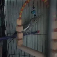 عروس هلندی نر|پرنده|پاکدشت, پاکدشت (مامازند)|دیوار