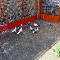 کبوتر پرشی درجه ۱