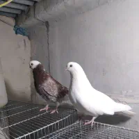 فروش ۱ جفت کبوتر  لانگ فیس و ۱ جفت نوک ریز|پرنده|بروجن, |دیوار