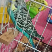 یک جفت مرغ عشق