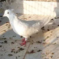 پرنده