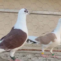 کفتر دوکت پشتی آلمانی|پرنده|شیراز, گچی|دیوار