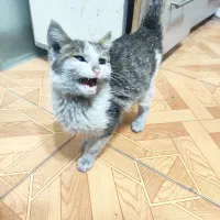 گربه|گربه|تبریز, |دیوار