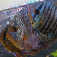 ماهی دیسکس|ماهی|مشهد, ایثار|دیوار