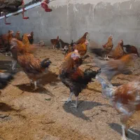 مرغ وخروس گلپایگانی