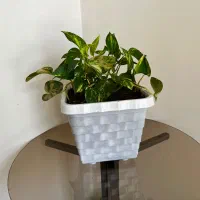 گل و گلدون زیبا