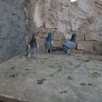 کبوتر مسافتی پلاکی|پرنده|حمیدیا, |دیوار