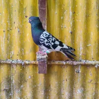 کبوتر تاپ سیاه|حیوانات|آبادان, |دیوار