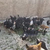 فروش مرغ جهادی