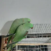 جفت شاه طوطی نروماده هردودستی ورام|پرنده|شهریار, شهرک وائین|دیوار