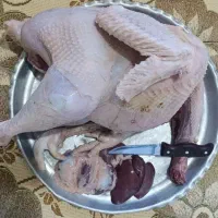 حراج بوقلمون گوشتی زیر نرخ کشتارگاه