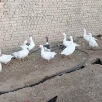 غاز بالغ جوان فروشی با قیمت خیلی مناسب فروش فوری|حیوانات مزرعه|قم, شهرک توانیر|دیوار