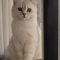 بریتیش سیلور اصیل|گربه|کرج, باغستان|دیوار