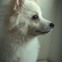 پامر اشپیتز