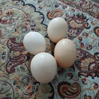 تخم مرغ محلی