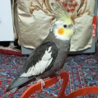 عروس هلندی گمشده