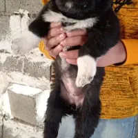 واگذاری توله سگ قدرجونی|سگ|اصفهان, قهاب جنوبی|دیوار