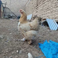 تخم نطفه دار برهما