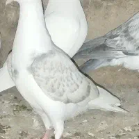 کبوتر|پرنده|شیبکوه (فارس), |دیوار