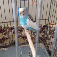 مرغ عشق ماده با قفس ۴۰۰