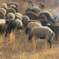 فروش گله گوسفند حدودا ۳۰۰ عدد