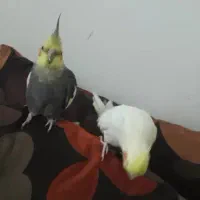 عروس هلندی گمشده