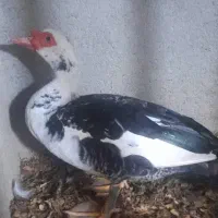 اردک محلی نر