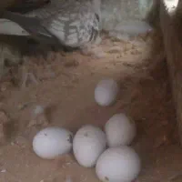 عروس هلندی بهترین نژاد