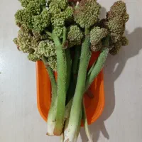 ریواس کوهی تازه (شمشه)