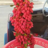 زرشک  تازه نوبرانه بیرجند با عناب قیمت مناسب