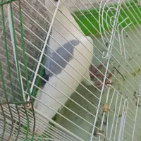 دوعدد کفتر نرو ماده