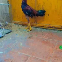 فروش مرغ خروس لاری نژاددار