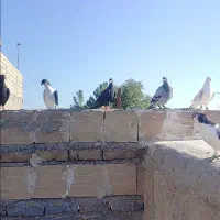 32تاا کفتربوم