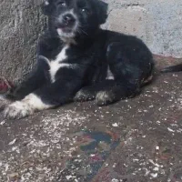 توله سگ الابای روسی|سگ|اصفهان, بهارستان|دیوار