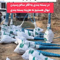 نهالستان الوین تولید کننده انواع نهال|خدمات باغبانی و درختکاری|شهر بابک, |دیوار