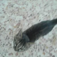 واگذاری بچه گربه