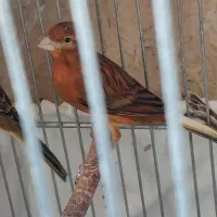 قناری سرخ سوخته