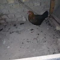 مرغ وجوجه