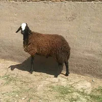 گوسفند زنده بره نر