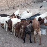 بزغاله