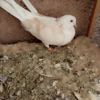 کفتر کبوتر|پرنده|گلستان (تهران), |دیوار