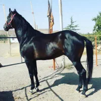 اسب نریون تروبرد خالص